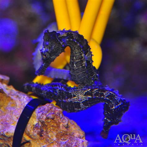 Lined Seahorse (Hippocampus erectus) - Aqua Imports