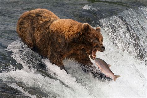 Digital Prints leaping pink salmon bear fishing at Brooks Falls Alaskan ...