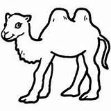 Coloring Hump Coloringpage Sketch Page sketch template