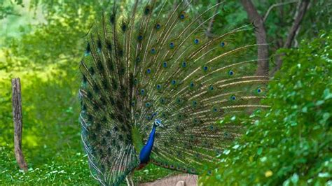 Popular Bird Species & Bird Watching Locations in Ranthambore Park