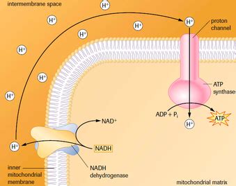 Electron Transport Chain & Chemiosmosis - SBI4U RESOURCE WEBSITE