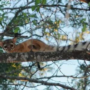 Ringtail - Facts, Diet, Habitat & Pictures on Animalia.bio