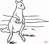 Mother Kangaroo With Baby In Pouch coloring Page  Free Printable sketch template
