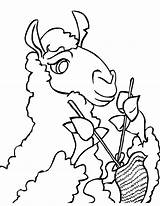 Lama Coloring Pages To Download And Print For Free sketch template