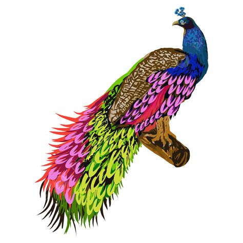 Peacock Illustration, Rat Drawing, Peacock Drawing, Pea Drawing PNG and Vector with Transparent ...
