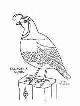Quail Coloring Page sketch template