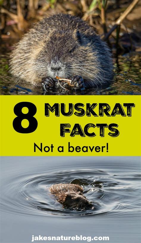 8 Muskrat Facts - Fun Facts About This Marvelous Animal - Jake's Nature ...