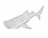 Whale Shark Coloring Pages sketch template