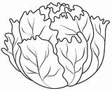 Lettuce Coloring Page At GetColoringscom  Free Printable Colorings sketch template