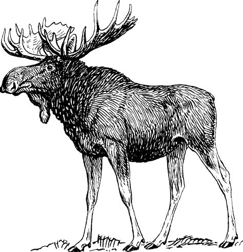 Clipart - moose