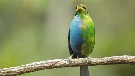 Researchers Spot 'Very Rare' Half-Male, Half-Female Bird After 100 ...