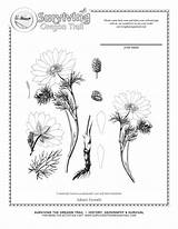 Botany Coloring Pages  Home sketch template