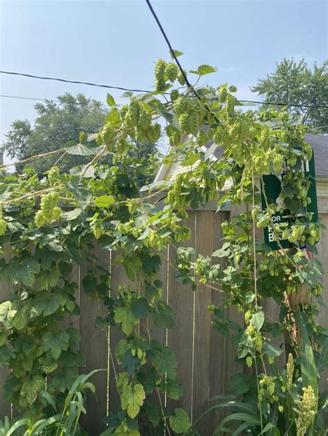 My cascade hops are almost ready for harvesting, if anybody wants them ...