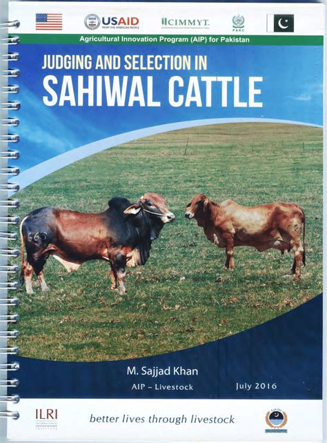 Sahiwal Cow Breeding Age - All About Cow Photos