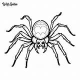 Wolf Spider coloring Page And Outline Vector Design  Premium AI sketch template