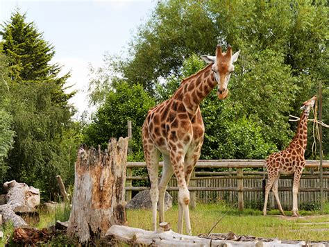 The Giraffe Paddock at Chester Zoo © David Dixon cc-by-sa/2.0 :: Geograph Britain and Ireland