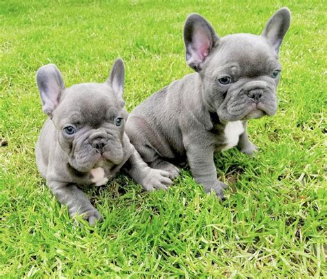 Bulldog Francese Blu allevamento | Cuccioli di bouledogue français ...