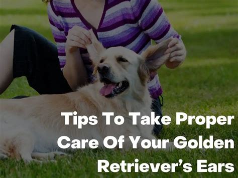 Golden Retriever Ear Shape & Purpose (Complete Guide)