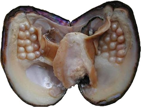 Oyster Pearls, POSHOPS Freshwater Cultured Big Oysters with Pearls ...