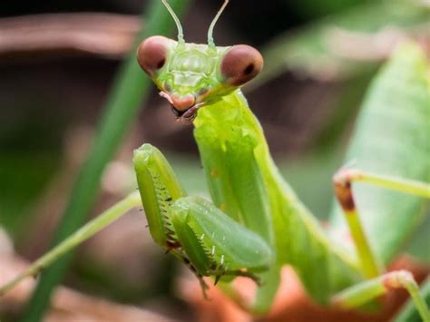 Unnerving video shows male praying mantis mating even after his head has been eaten off ...