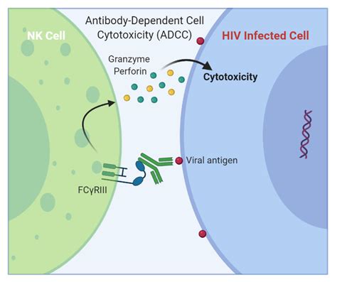 Anti-HIV Neutralizing and Non-neutralizing Antibody Functions: Relevance to Vaccine Development ...