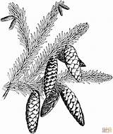 White Spruce Branchlet With Cones coloring page  SuperColoringcom sketch template