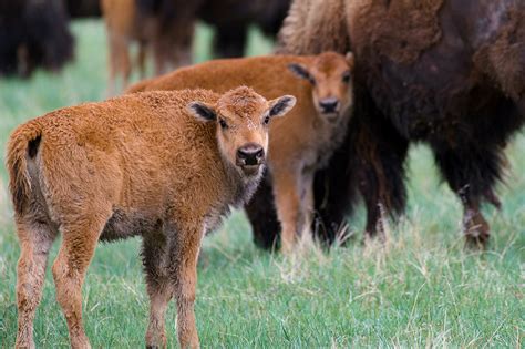 Baby Bison Calves! – Wild Idea Buffalo