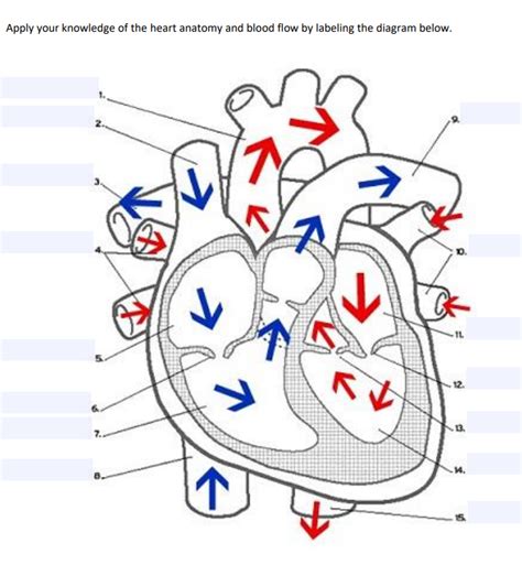 Solved Apply your knowledge of the heart anatomy and blood | Chegg.com