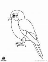 Printable Bird Colouring Pages For Your Child sketch template