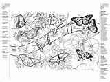 Botany Coloring Pages  Home sketch template