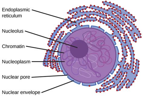 Nucleus | Biology for Majors I