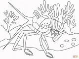 Coloring Pages Of Invertebrates sketch template