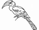 Hornbill Coloring Pages  Best For Kids sketch template
