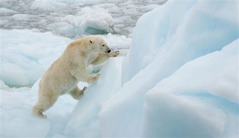 Canada’s 10 most iconic animals - WWF.CA