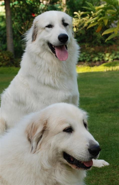 Great Pyrenees Wallpapers HD Download