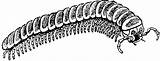 Millipede coloring page  Animals Town Animal color sheets sketch template