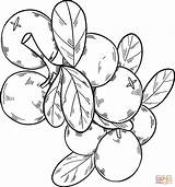 Cranberries coloring Page  Free Printable Coloring Pages sketch template
