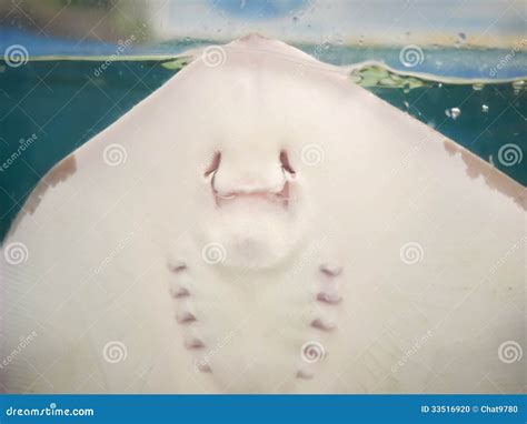 Bottom View Of Stingray Stock Photo - Image: 33516920