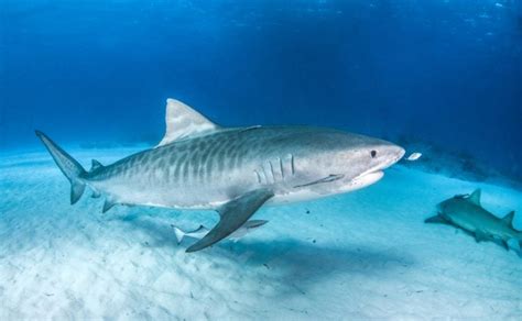 Tiger Shark vs Sand Tiger Shark - American Oceans