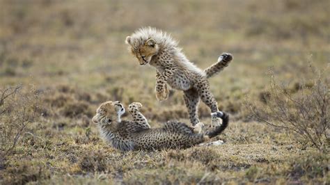 Baby Cheetah Wallpapers, Baby Cheetah Image, #17734