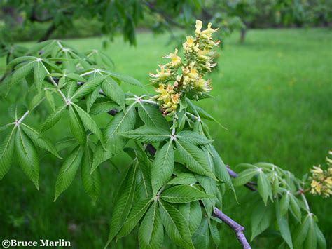 Ohio Buckeye - Aesculus glabra