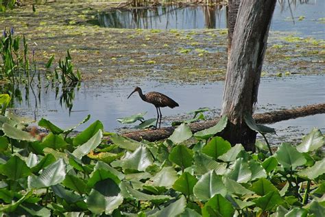 Orlando Wetlands Park | Trails & Travel