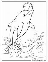 50 Dolphin Coloring Pages Free Printable PDFs sketch template