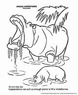 Hippo Coloring Pages Animals Hippopotamus sketch template
