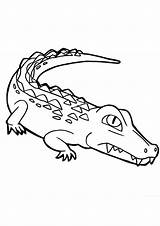 Coloring Pages  Printable Crocodile Sheet For Kids sketch template