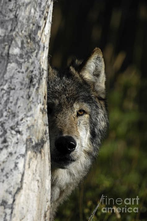 Wolf Hiding Photograph by Wildlife Fine Art - Fine Art America