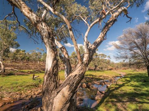 Mount Grenfell Historic Site | NSW Holidays & Accommodation, Things to Do, Attractions and Events