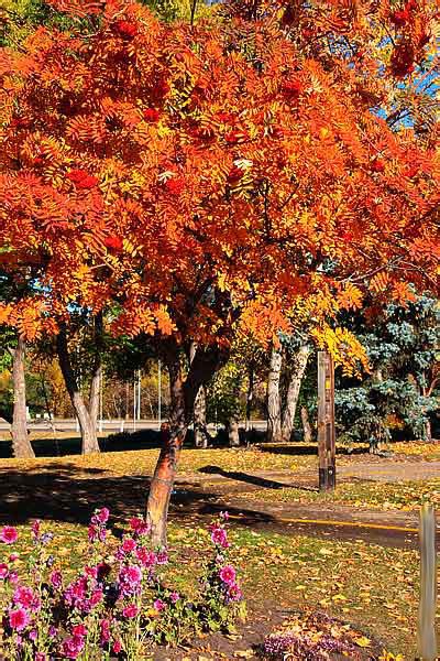 Mountain Ash Tree, Pictures, Images & Facts on Mountain Ash Trees