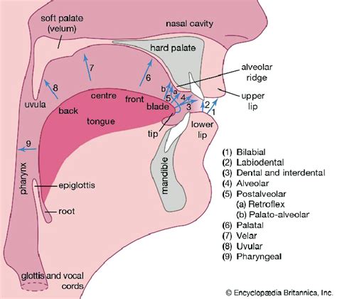 Human vocal organs and points of articulation (Source:... | Download ...