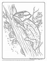 100  Chameleon coloring pages Free PDF To Print Woo Coloring sketch template